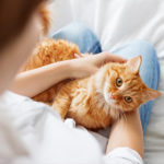 10 truths all cat owners will understand