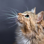 Edgewood Veterinary Group uncovers noise anxiety in cats