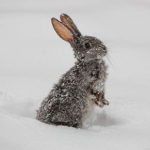 Advice from Edgewood Vets on snug winter rabbits