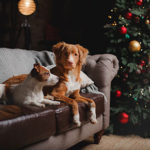 Canine capers for Christmas