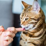 Top tips for cat treats