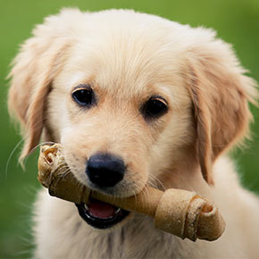 Dog treats – the bones of the issue from Edgewood Vets Dog treats – the bones of the issue from Edgewood Vets