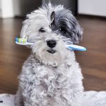 Brushing your dog’s teeth