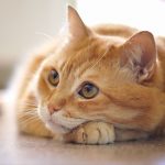Keep your cat worm-free with Edgewood Vets