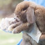 Protect your rabbit this spring with Edgewood Vets