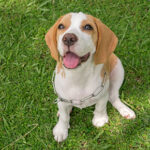 Regular heart checks for dogs in Essex