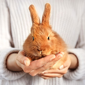 Six tips for a happy bunny from Edgewood Veterinary Group Six tips for a happy bunny from Edgewood Veterinary Group