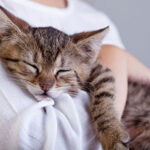 Preparing for your new kitten in Purleigh