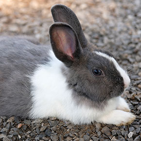 Loneliness in rabbits Loneliness in rabbits