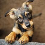 Puppy Socialisation Part 2