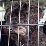 Belting up your dog with Edgewood Veterinary Group