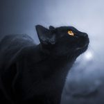 Keeping your cat safe at night in Essex