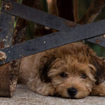 Is your dog afraid of loud noises?