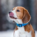 Caring for a senior dog with Edgewood Vets