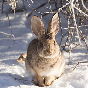 Winter care tips for rabbits in Essex Winter care tips for rabbits in Essex