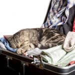 Holiday tips for cats