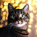 Christmas treats for cats: Edgewood Vet’s top three