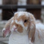 Health tips for senior rabbits in Essex