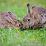 Keep your rabbit safe outdoors in Purleigh