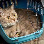 Light night care for cats with Edgewood Veterinary Group