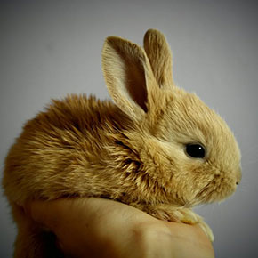 What to expect when your rabbit’s expecting What to expect when your rabbit’s expecting
