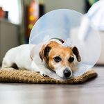 Neutering dogs: what you need to know