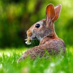 Outdoor rabbit advice from Edgewood Vets
