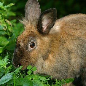 Warning signs of rabbit illness from Edgewood Veterinary Group