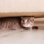 Edgewood Veterinary Group uncovers noise anxiety in cats