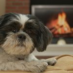 Calming fearful dogs in Purleigh