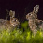 Bonfire night safety for rabbits in Essex