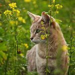 Poisonous plants to keep away from cats at Christmas