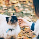 Top tips for cat treats