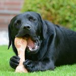 (Don’t) give the dog a bone