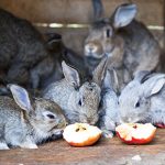 Perfect picks for rabbit treats in Essex
