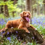 Get your dog up to speed with technology