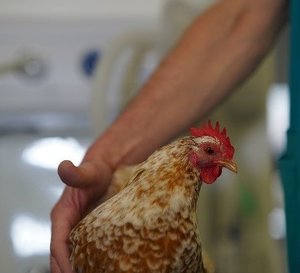 Backyard Poultry at risk from Avian Influenza
