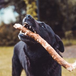 Brush up on dog dental health