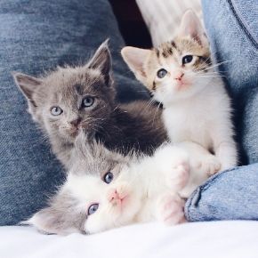 Checklist for new kitten owners in Purleigh