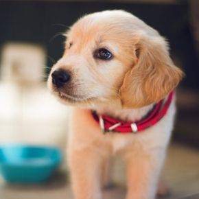 Puppy socialisation Puppy socialisation
