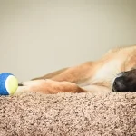 Coronavirus home confinement advice for pet owners