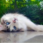 Your guide to a happy cat, by Edgewood Vets