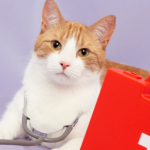 Learn what to do in a cat health emergency with Edgewood Veterinary Group.