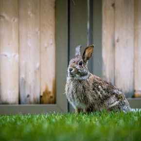Understand noise and behaviour in your rabbit.