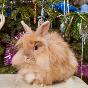 Rabbit care and preparing your home for Christmas