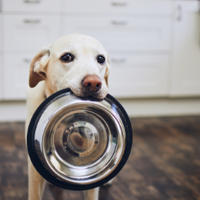 How to feed your dog – everything you need to know How to feed your dog – everything you need to know
