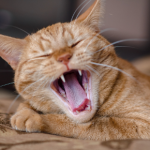 Read Edgewood Vets’ guide to preventing feline dental disease
