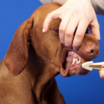 Jürgen Theinert explains what good oral health in dogs looks like