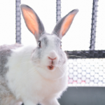 Rabbit owners in Essex need this life-saving dental advice