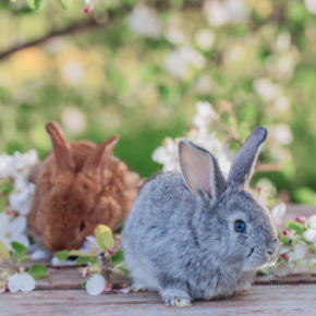 Do you know how to check your rabbit for worms? Do you know how to check your rabbit for worms?